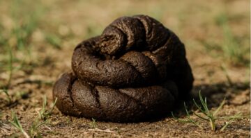 Tr&auml;ume &uuml;ber Kot sind eklig, aber bedeutungsvoll: Sie stehen f&uuml;r Loslassen, Reinigung, Schuld oder Geld. Finde heraus, was dein Traum dir sagen will.