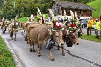 Wie läuft der Alpabzug im Kanton Bern 2025 ab – und wo kann man ihn erleben