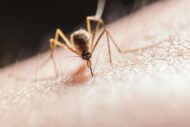 West-Nil-Virus in der Schweiz: Wie hoch ist das Risiko
