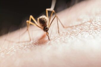 West-Nil-Virus in der Schweiz: Wie hoch ist das Risiko