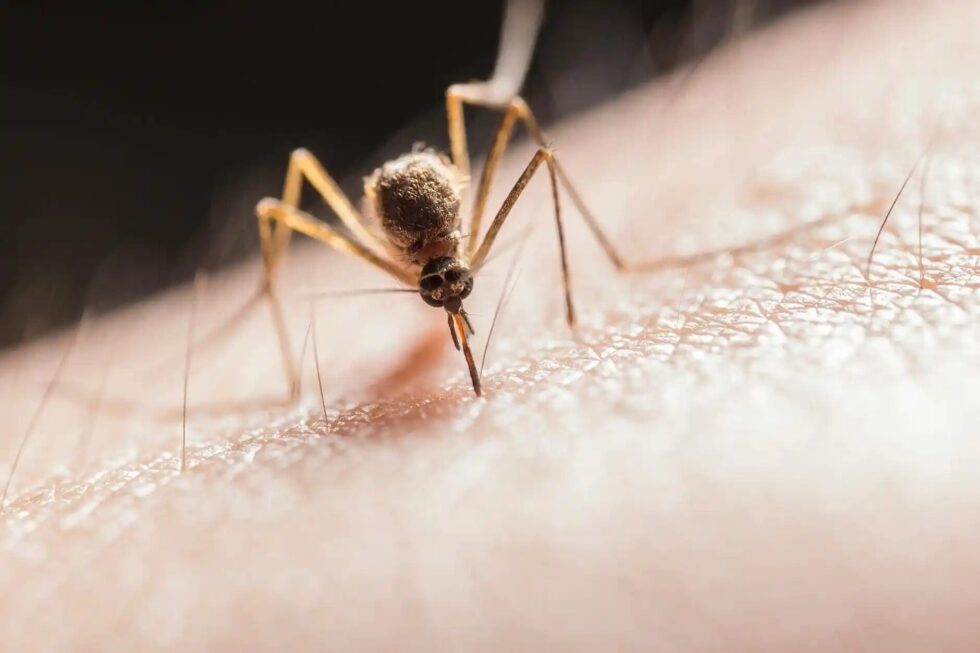 West-Nil-Virus in der Schweiz: Wie hoch ist das Risiko
