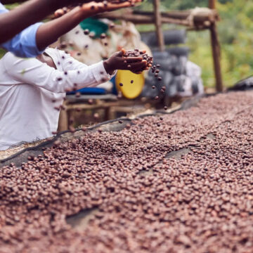 Die besten Specialty Coffee Röstereien in der Schweiz: Nachhaltigkeit, Transparenz und Frische. Entdecken Sie Kaffee aus Zürich, Genf, Luzern und dem Tessin.