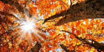 Herbstanfang 2025: Die Tagundnachtgleiche am 22. September ist ein Tag des Gleichgewichts. Erfahren Sie, welche Rituale helfen und was Sie vermeiden sollten.