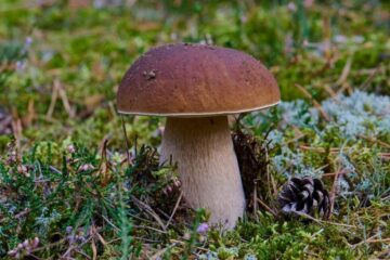 Jura Schweiz: Warum Pilze dort besonders h&auml;ufig wachsen