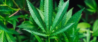 Zürich verlängert die Cannabis-Studie „Züri-Can“ bis 2028. Ziel ist, Daten zur Legalisierung zu gewinnen, Konsumenten zu schützen und den Schwarzmarkt weiter zu schwächen.