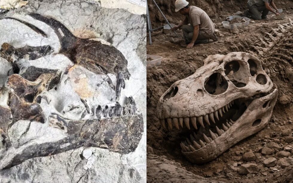 Dinosaurier-Sensation Zürich 2026: Seltener Skelettfund