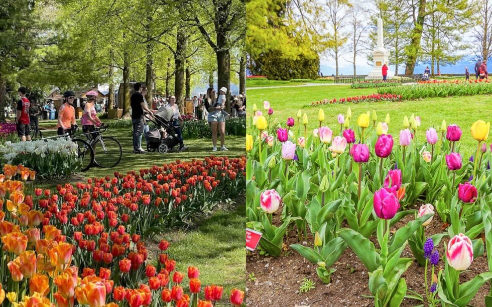 Tulpenfestival Morges 2026: Highlights & Insider-Tipps