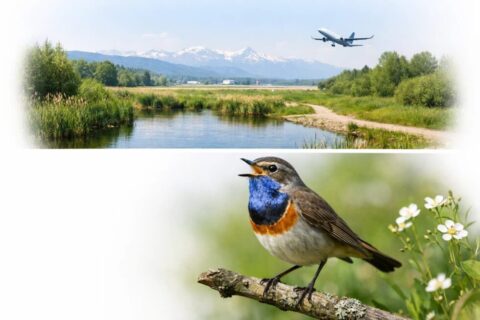 Entdecken Sie das seltene Blaukehlchen im Belpmoos! Ihr Guide für traumhafte Naturerlebnisse im Kanton Bern 2026. Tipps zur Beobachtung, Anreise und zum Schutz der Zugvögel in der Schweiz