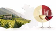 Bucaneve, der erste weiss gekelterte Merlot der Schweiz: Wie die Cantina Giubiasco 1986 aus roten Trauben Weisswein machte &mdash; Geschichte, Kellertechnik, Zahlen und die Zukunft des Bianco di Merlot.