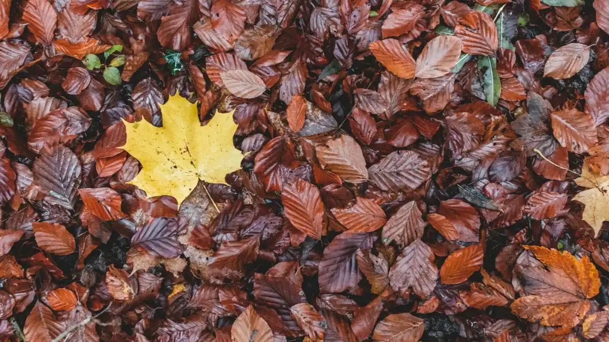 Herbstlaub im Wald, Pilzsaison im Kanton Zürich 2026